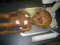 Alien autopsy.jpg