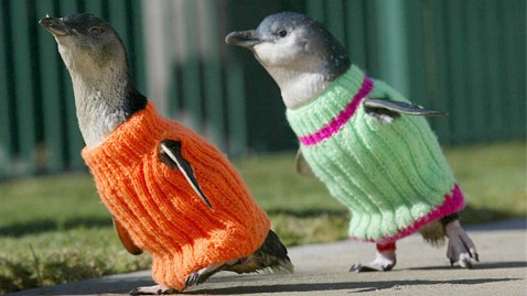Pingwin w sweterku.jpg