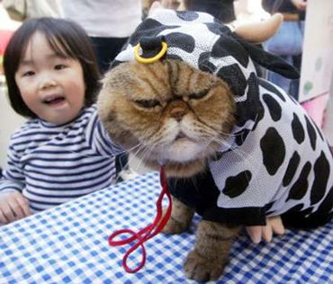 Cat-in-a-cow-suit.jpg