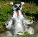 Zdziwiony lemur.jpg