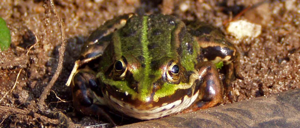 Frog Rex 10.jpg