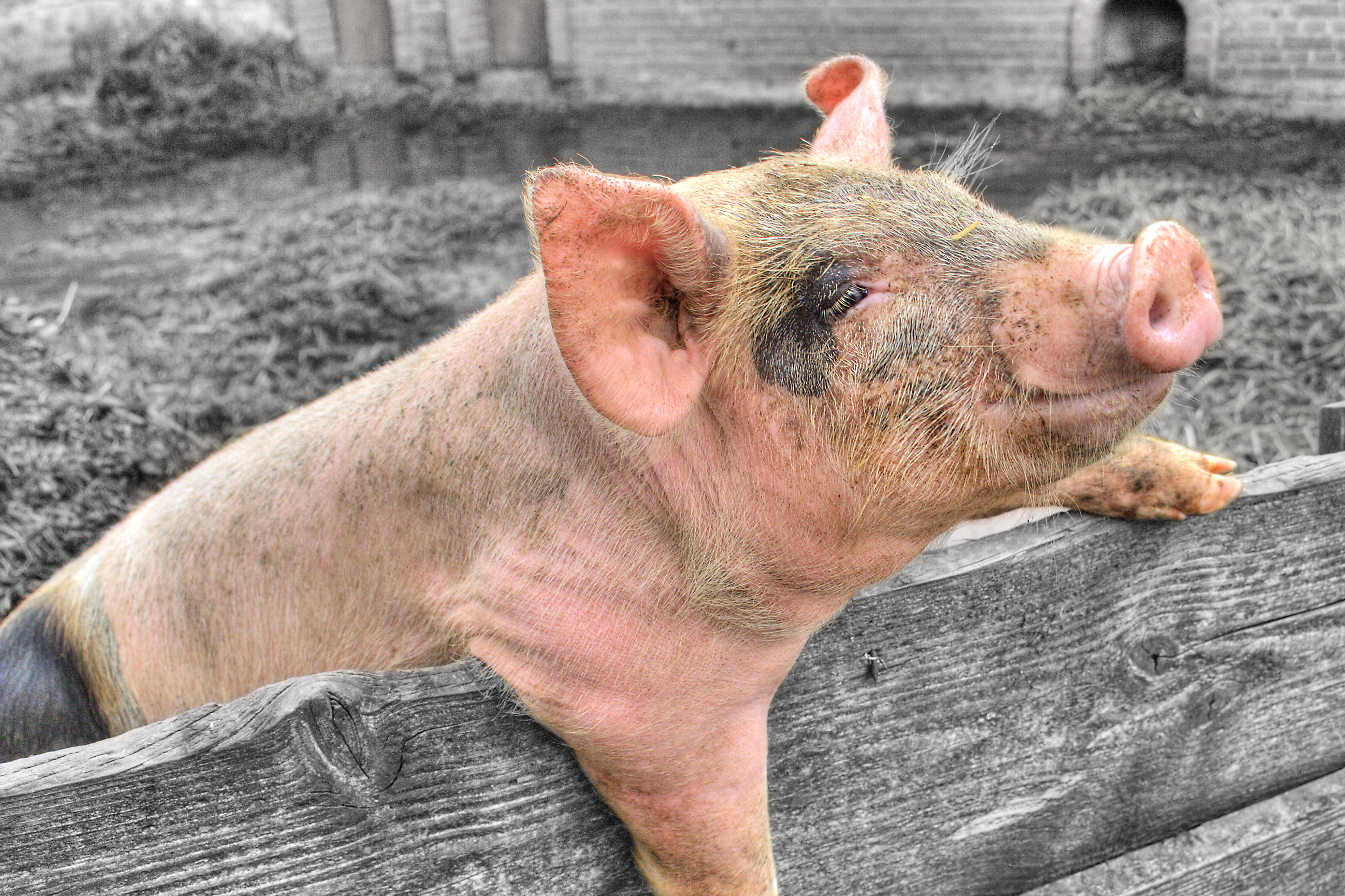 Покрытие свиньи. Цирковирус свиней дерматиты. Эризипелоид (рожа свиней) атлас.