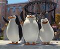 Madagaskar pingwiny.jpg