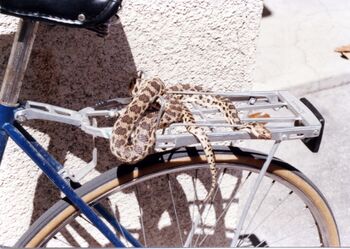 Wąż rowerowy jest tańszy od łańcucha i kłódki, a przy tym znacznie skuteczniejszy