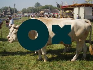 Logo OLX 2.jpg