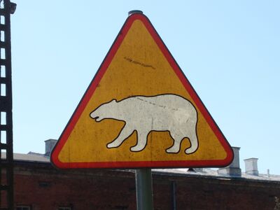 Co myślałeś? Że w Polsce to białe niedźwiedzie biegają?