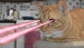 Laserowy kot.jpg