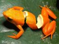 Pomarańczowa żaba.jpg