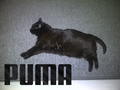 Puma gruby kot.png