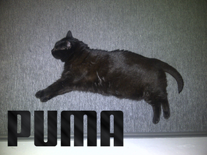 Puma gruby kot.png