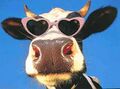 Funny cow 1.jpg