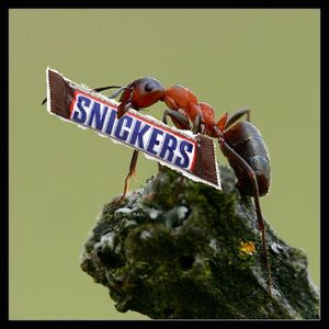 Mrówka i snickers.jpg