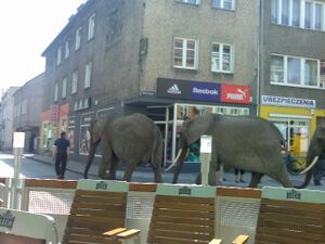 Słonie na ulicy.jpg
