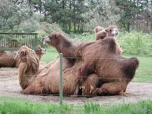 Camel Porn.jpg