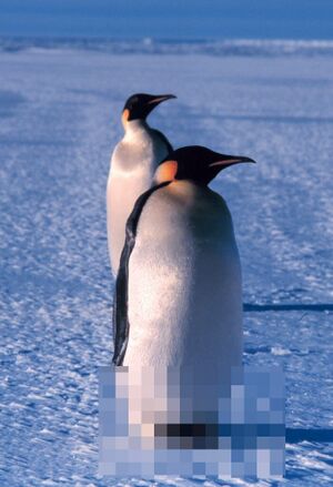 Pingwiny cenzurowane.jpg