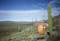 Kartofel w Meksyku z kaktusem.jpg